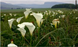 photo of Zantedeschia aethiopica in flower