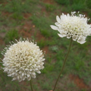 Cephalaria zeyheriana