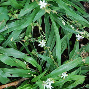 Chlorophytum modestum