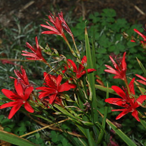 freesia grandiflora