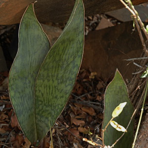 Sansevieria hyacinthoides