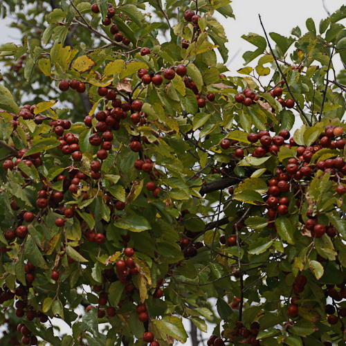 Ziziphus Mucronata Ziziphus Mucronata