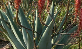 photo of Aloe reitzii in flower