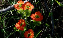 crossandra greenstockii