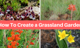 grassland garden plant palette